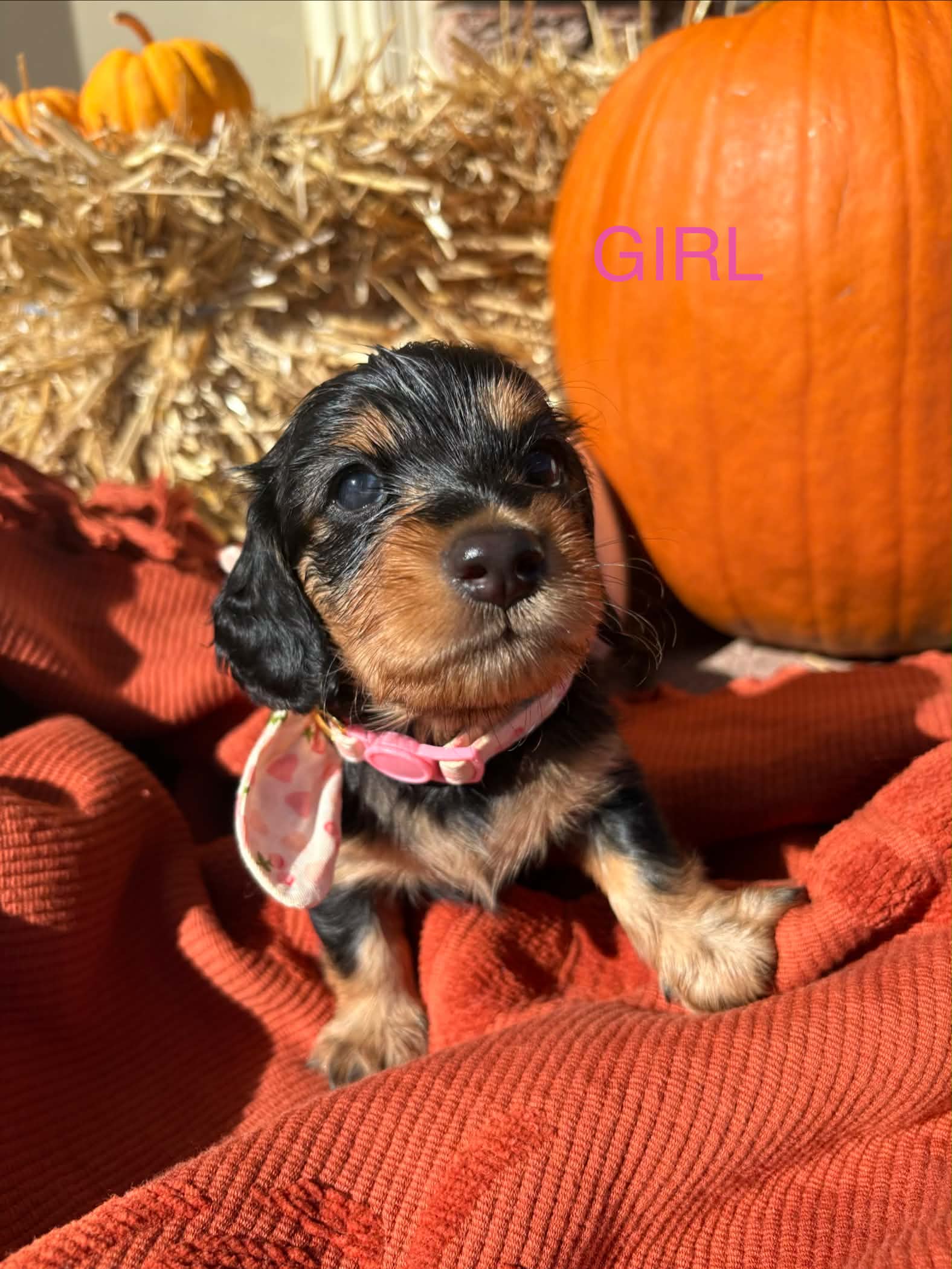 Long Haired Black and Tan Female from Harper’s Litter