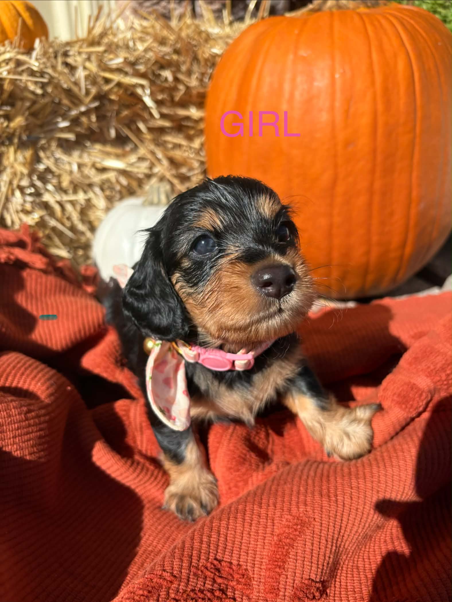 Long Haired Black and Tan Female from Harper’s Litter