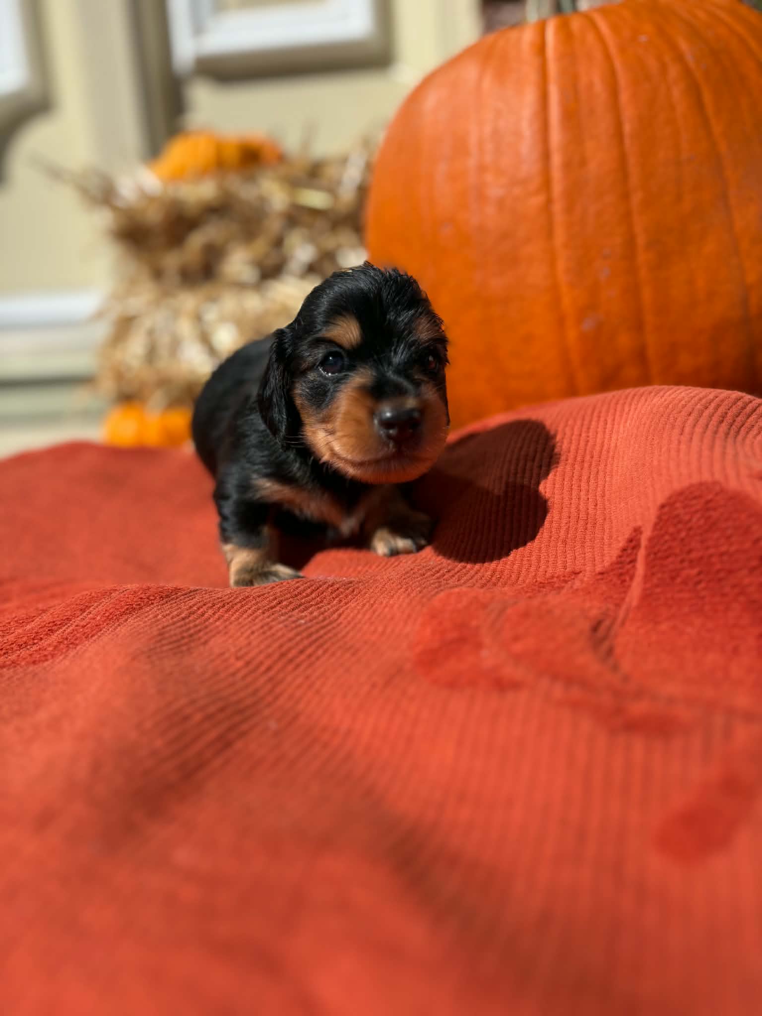 Long Haired Black and Tan Female from Harper’s Litter