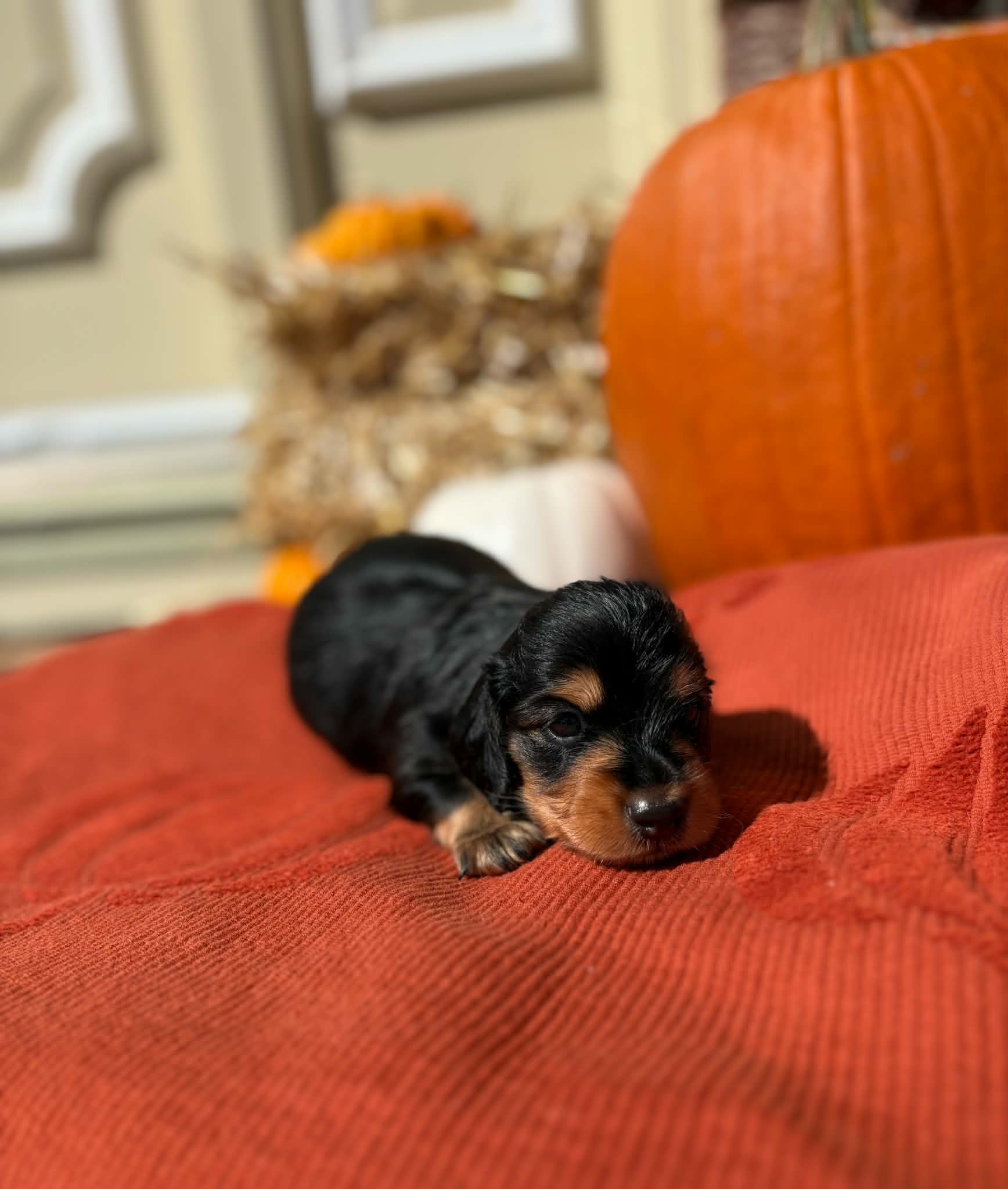 Long Haired Black and Tan Female from Harper’s Litter
