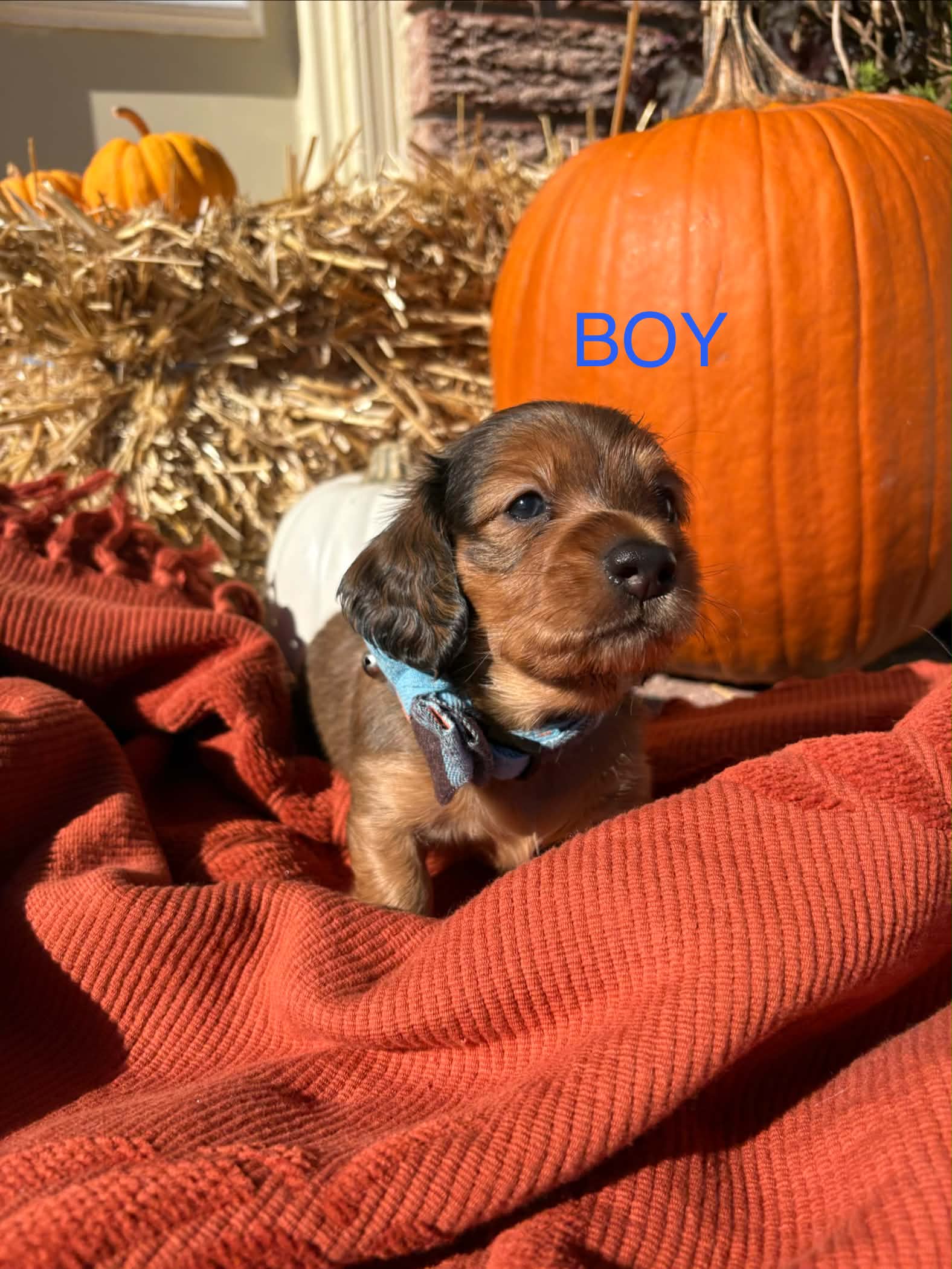 Male Long Hair puppy from Harper’s Litter
