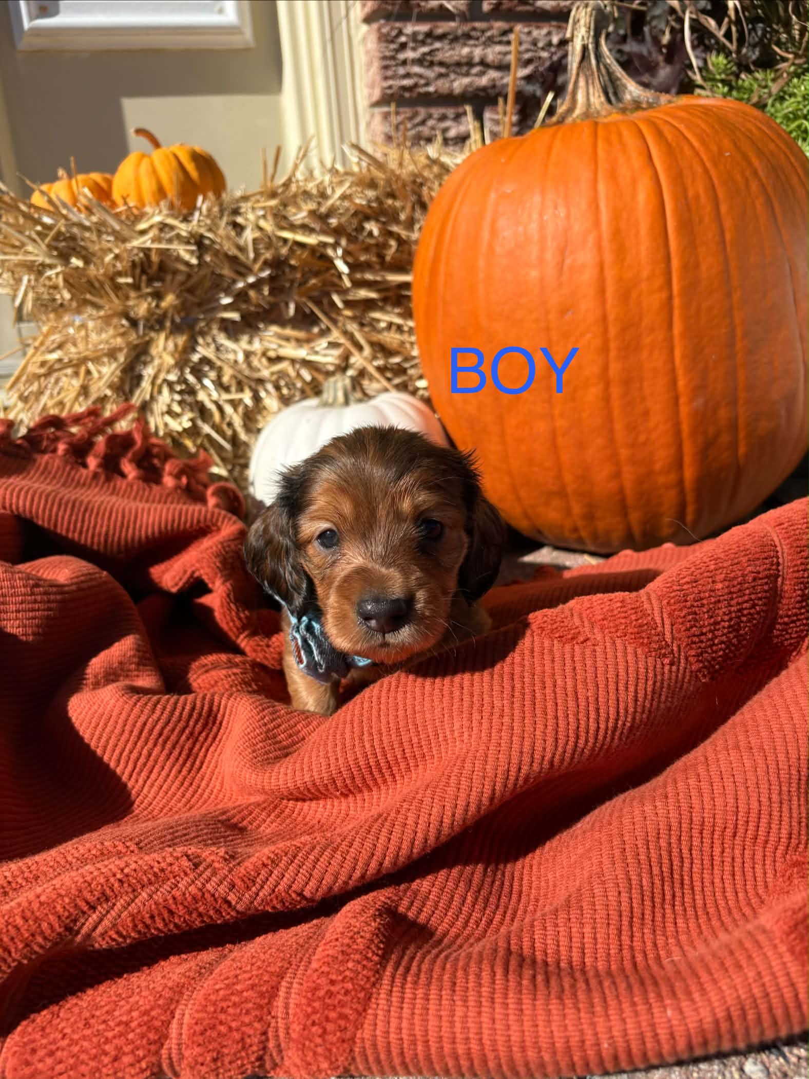 Male Long Hair puppy from Harper’s Litter