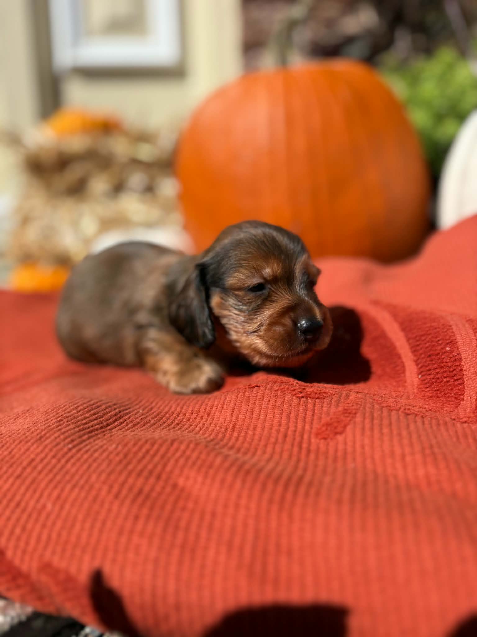 Male Long Hair puppy from Harper’s Litter