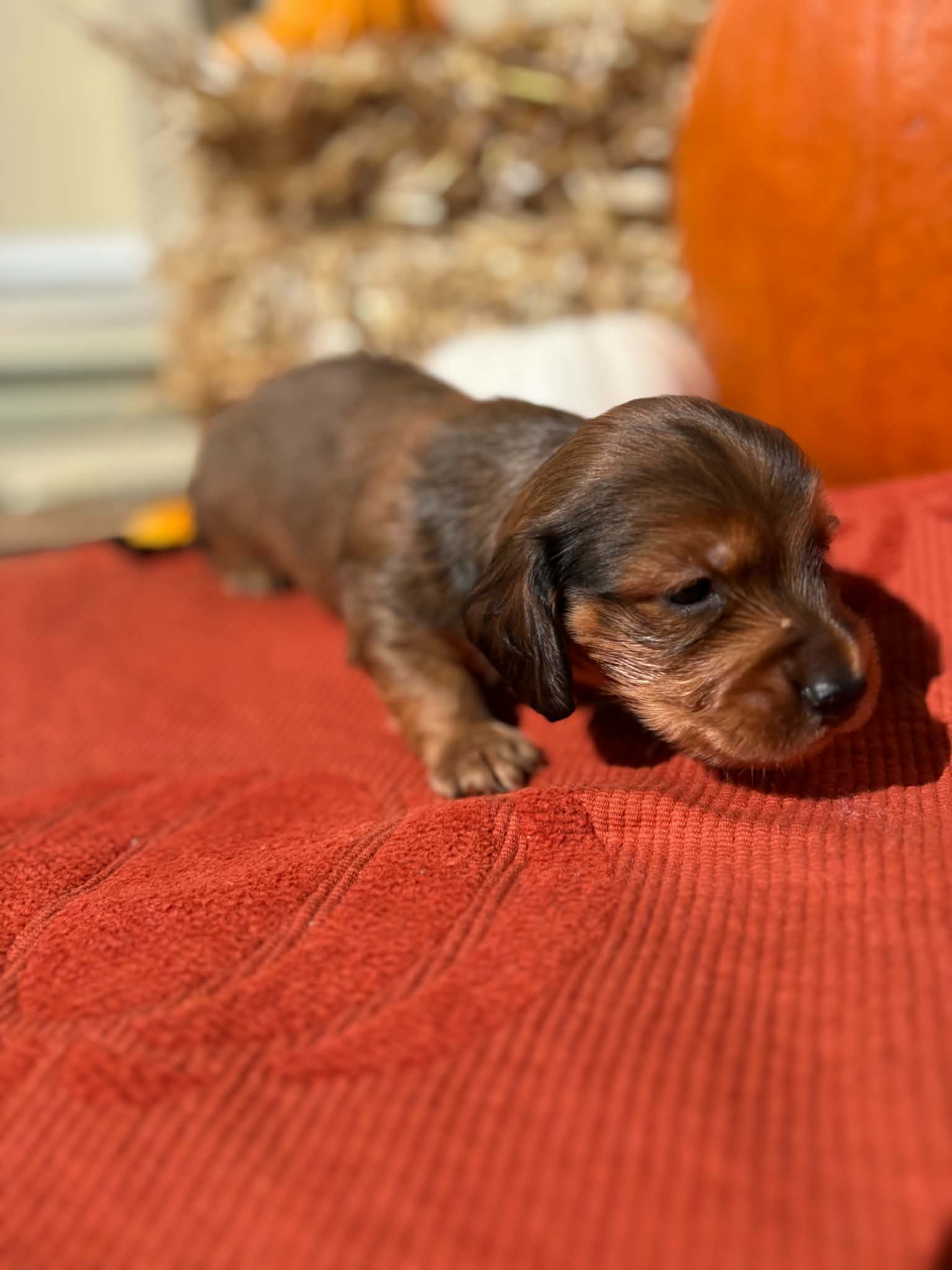 Male Long Hair puppy from Harper’s Litter