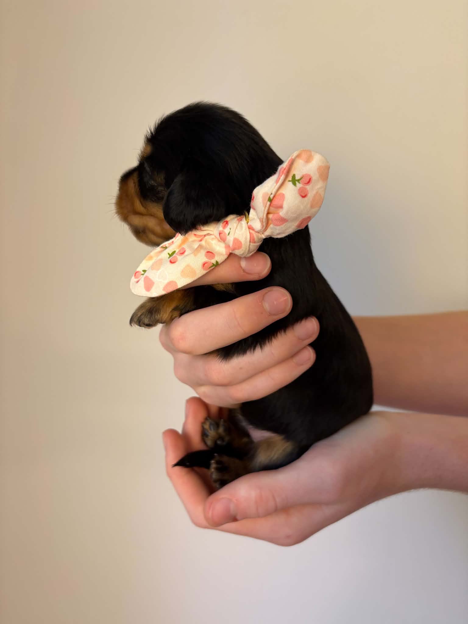 Female Long Haired Black and Tan puppy from Harper’s Litter