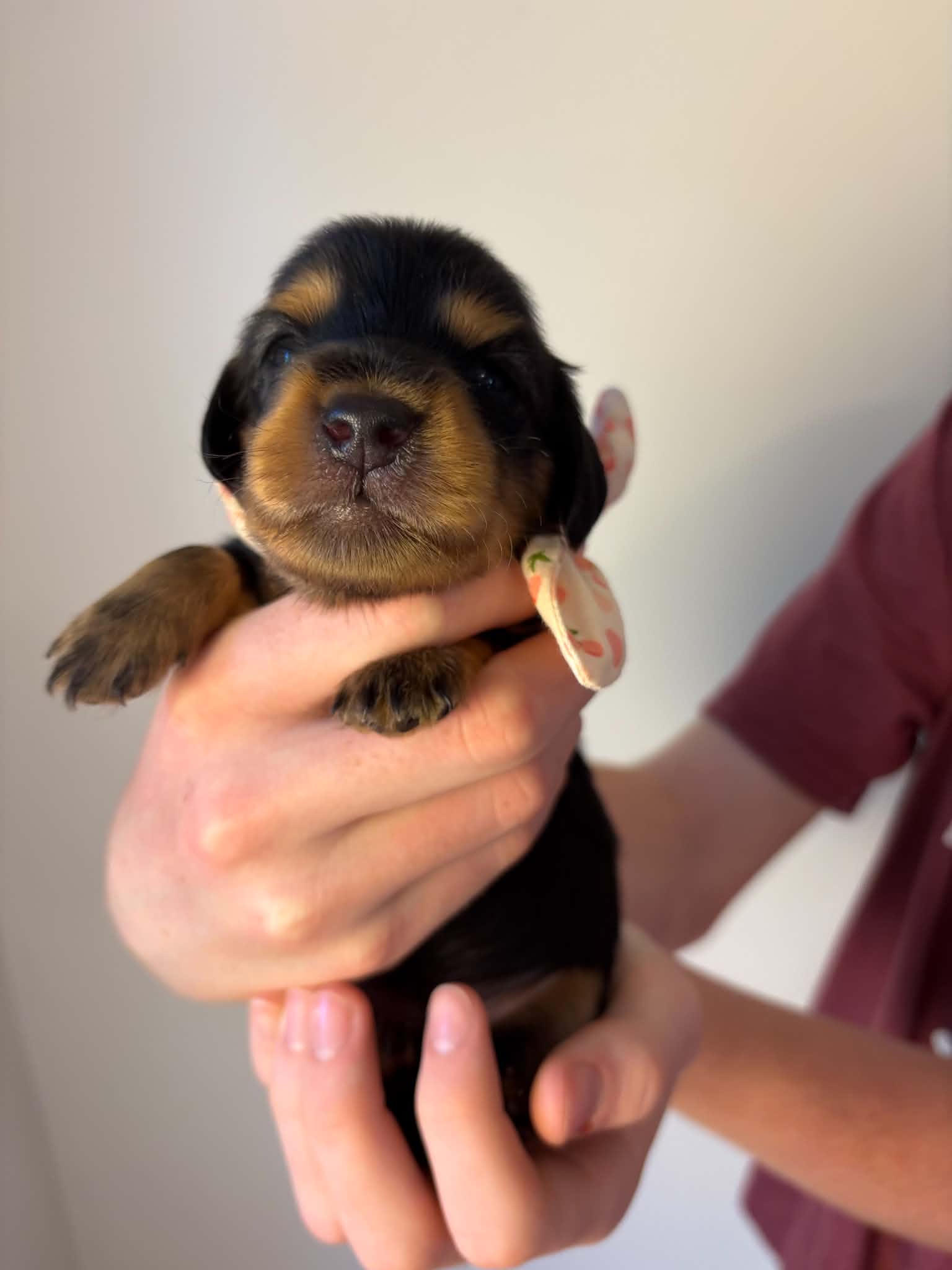 Female Long Haired Black and Tan puppy from Harper’s Litter