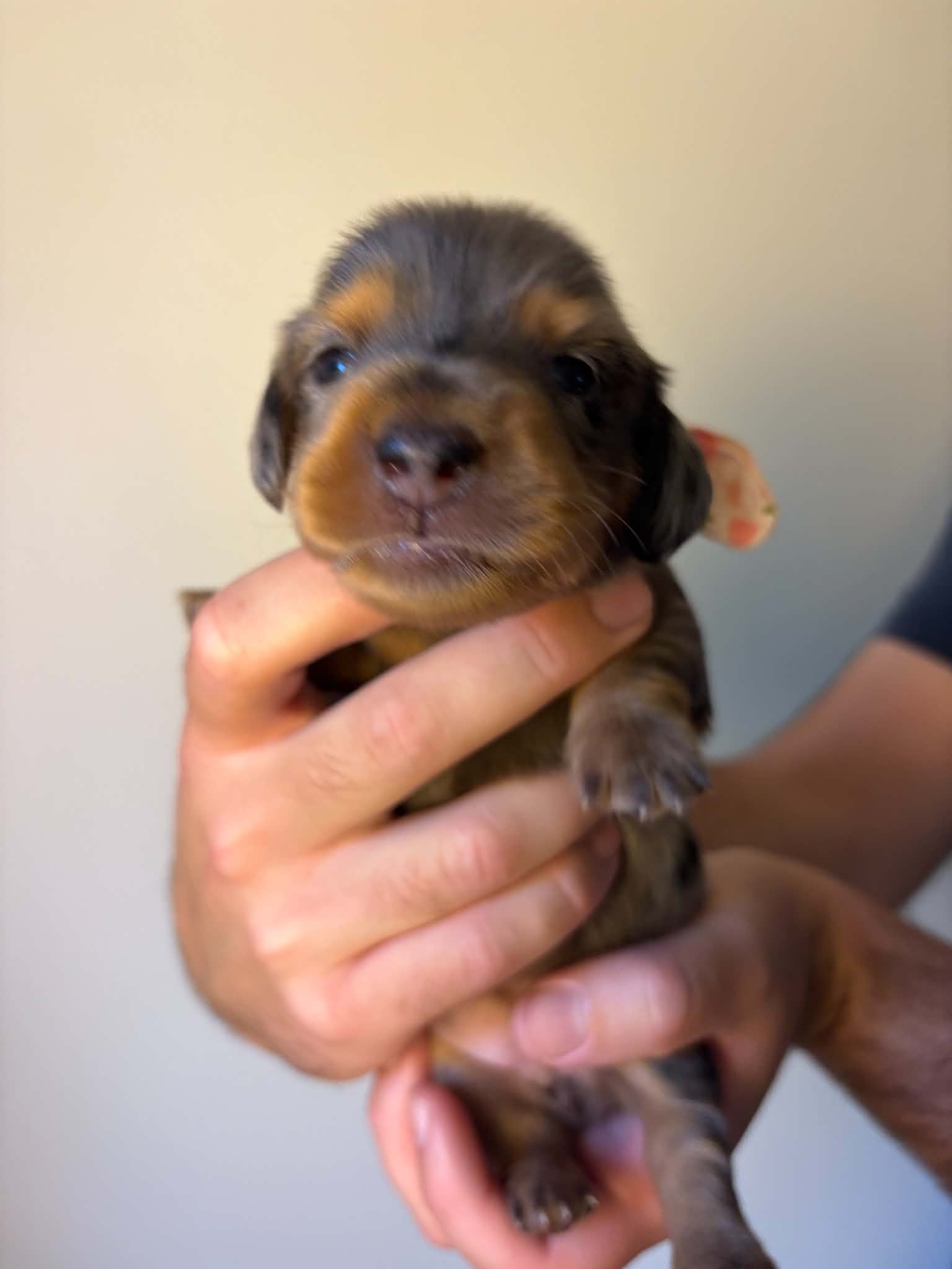 Female Long Haired Silver Dapple puppy from Harper’s Litter