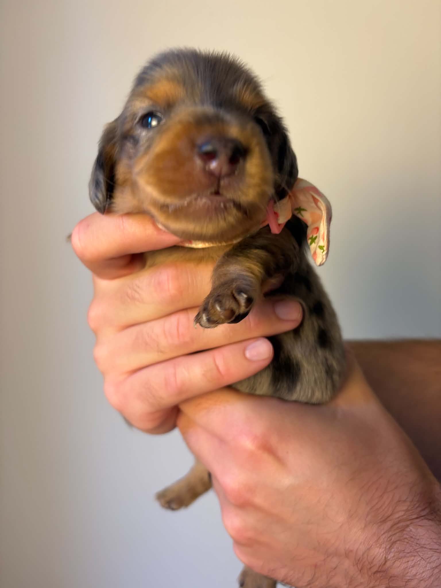 Female Long Haired Silver Dapple puppy from Harper’s Litter