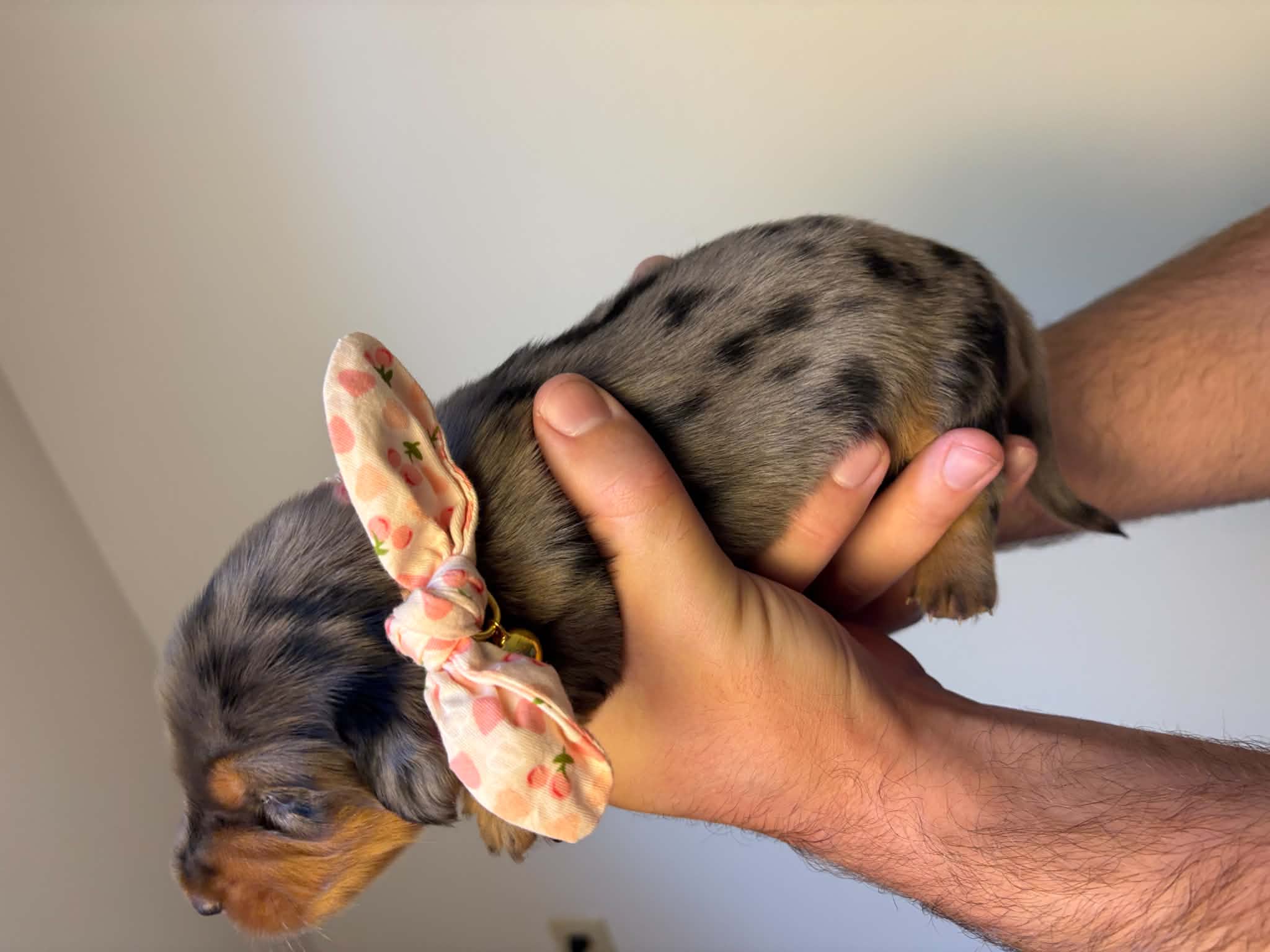 Female Long Haired Silver Dapple puppy from Harper’s Litter