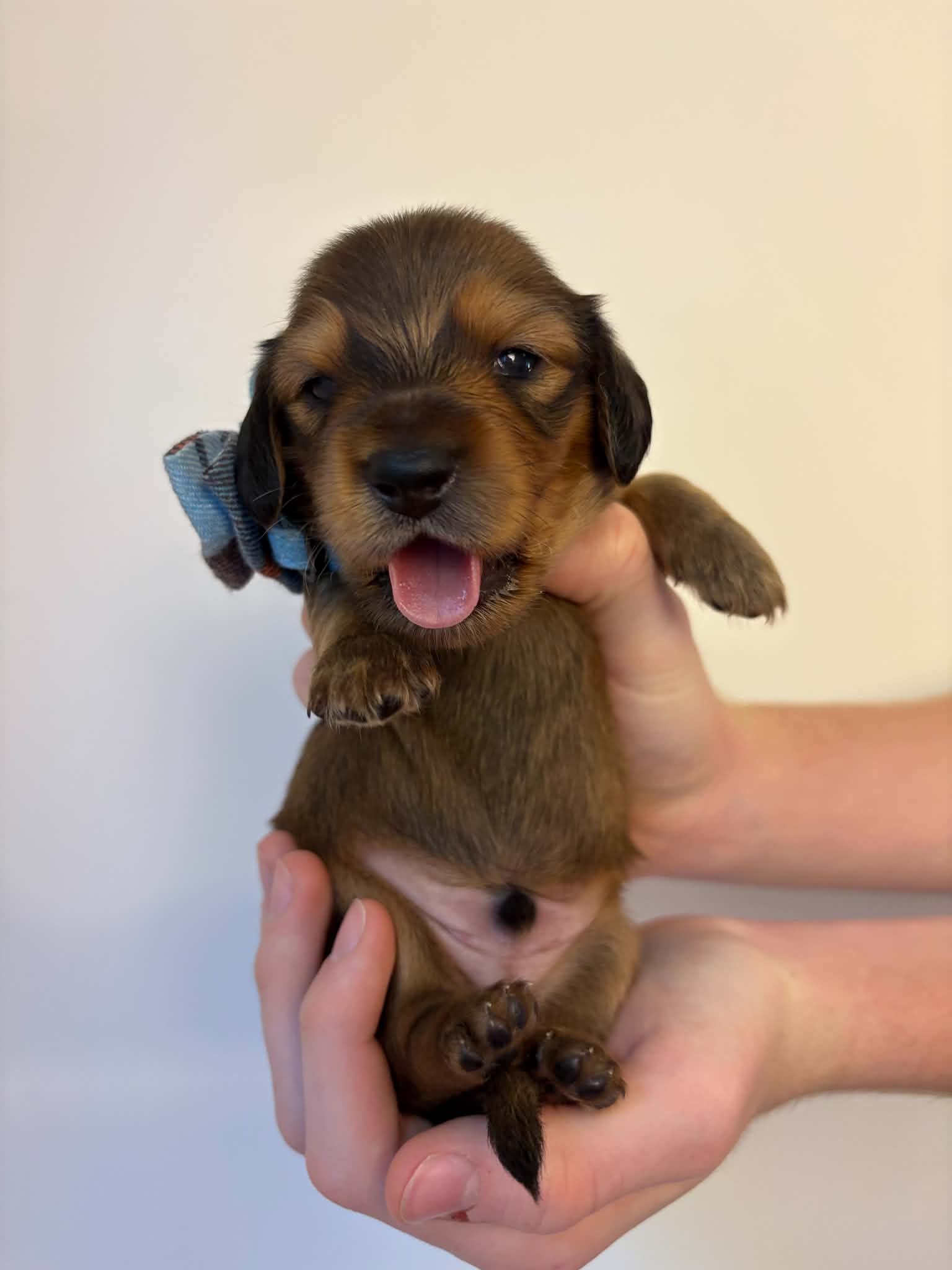 Male Long Haired Shaded Red puppy from Harper’s Litter