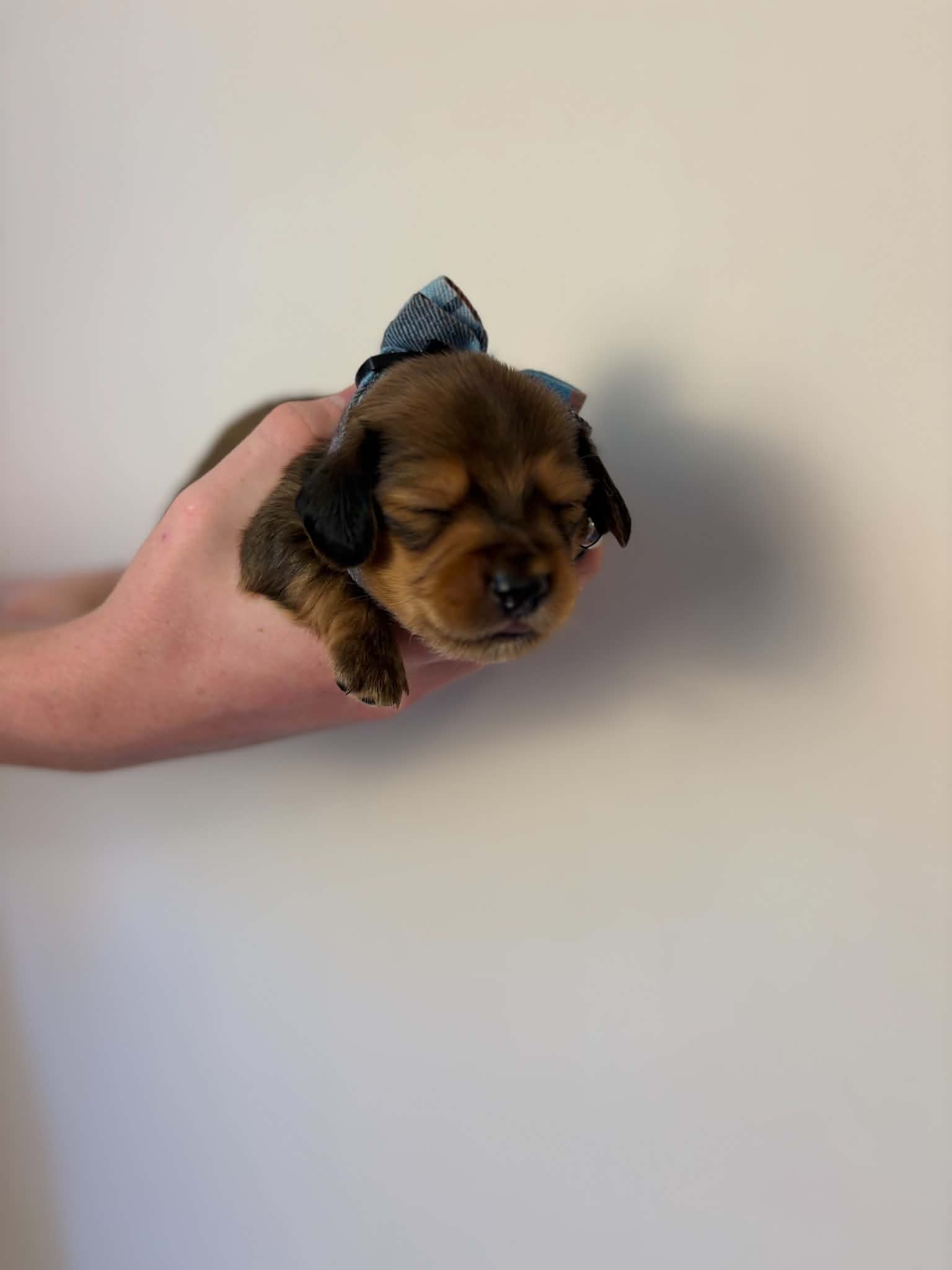 Male Long Haired Shaded Red puppy from Harper’s Litter
