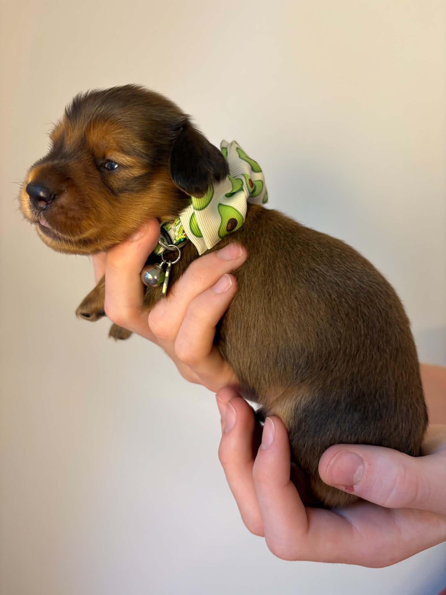 Male Long Haired Shaded Red puppy from Harper’s Litter