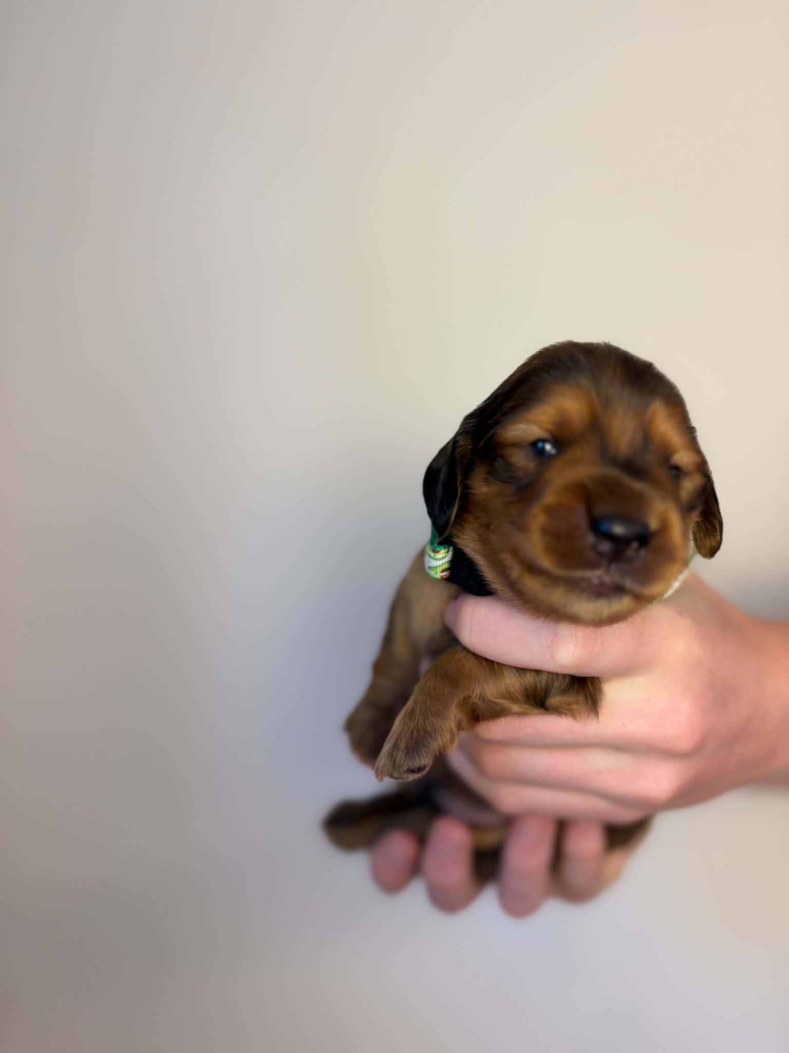 Male Long Haired Shaded Red puppy from Harper’s Litter