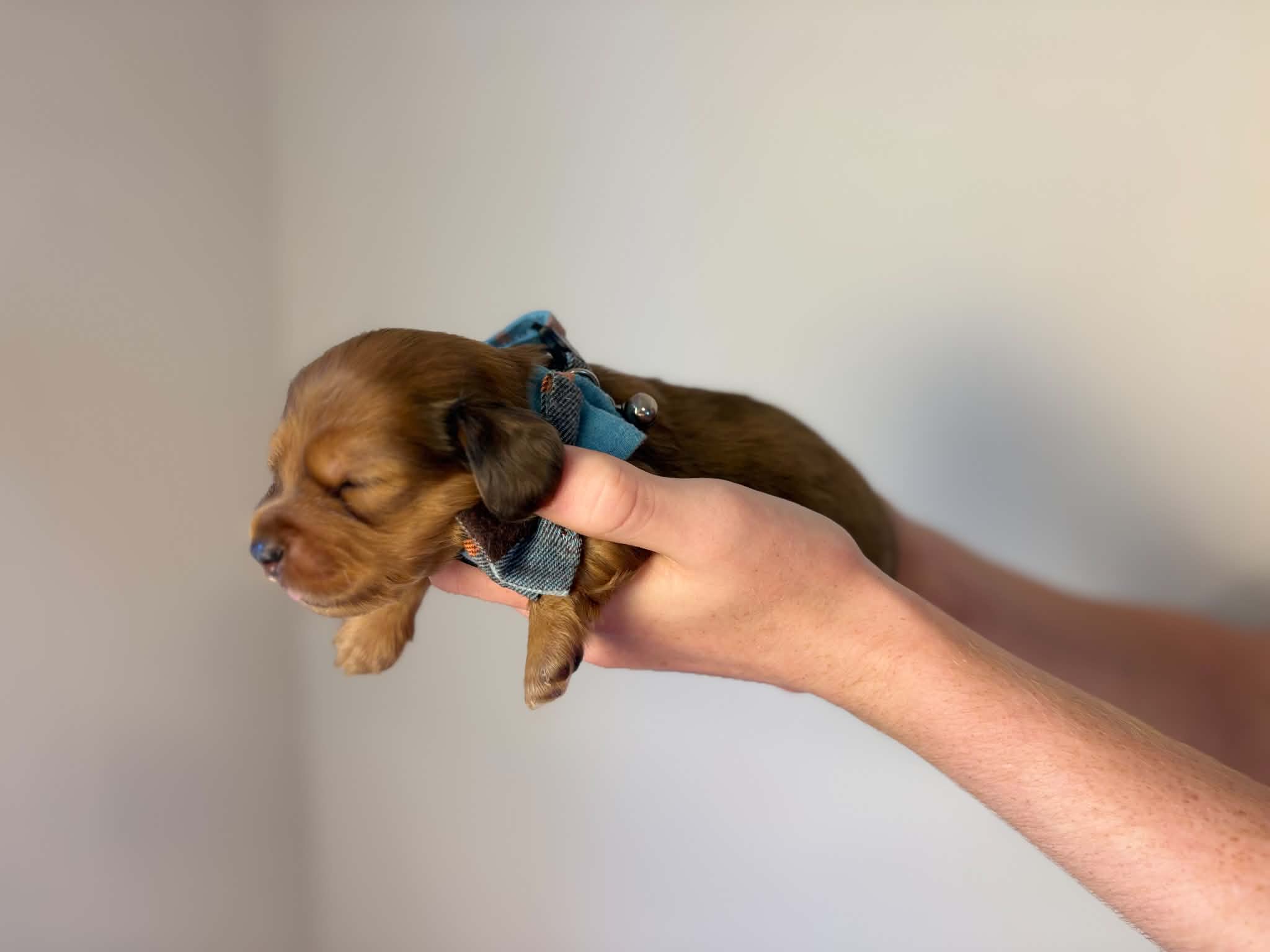 Male Long Haired Strawberry Blonde puppy with dapple markings from Harper’s Litter