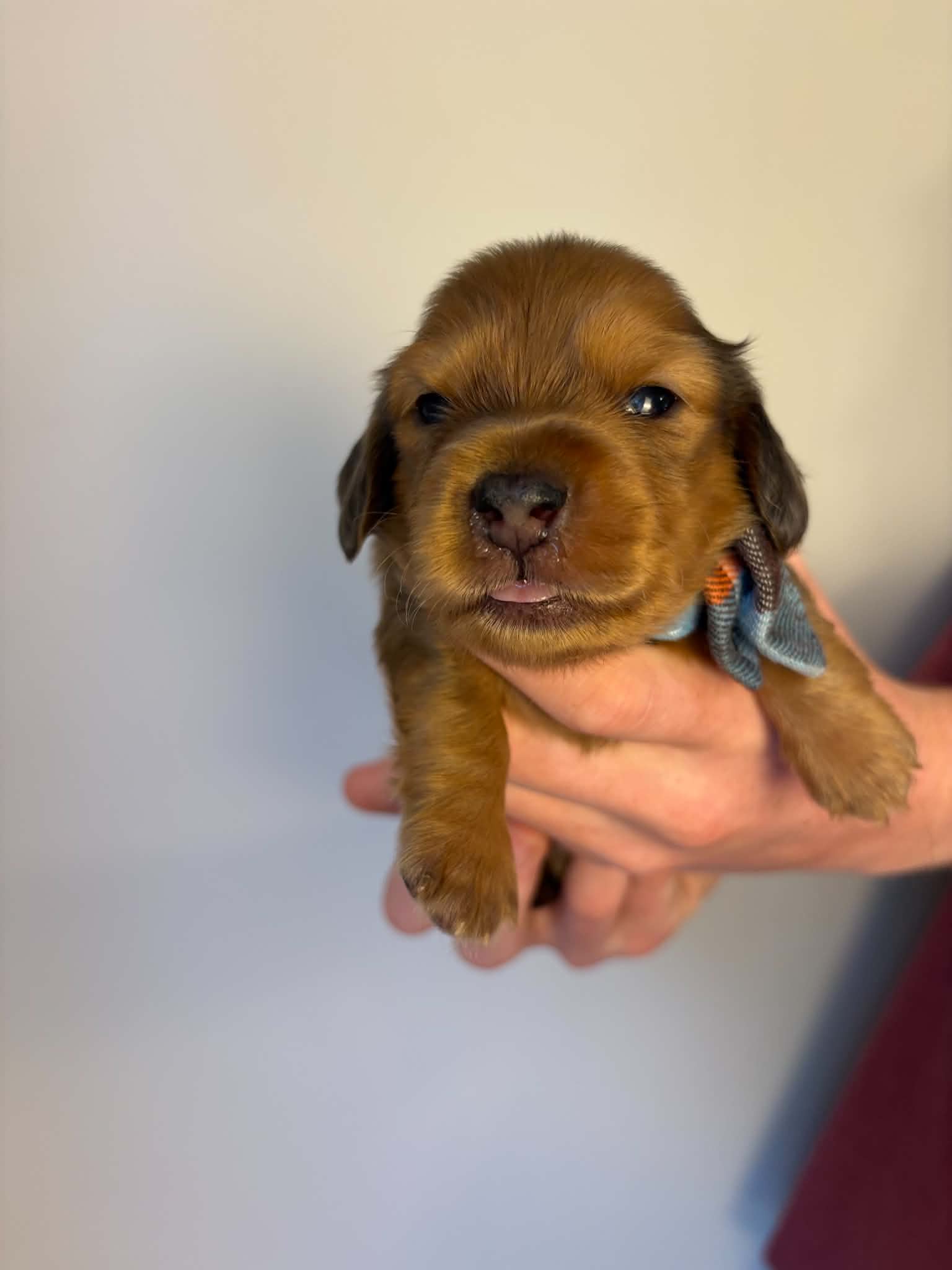 Male Long Haired Strawberry Blonde puppy with dapple markings from Harper’s Litter