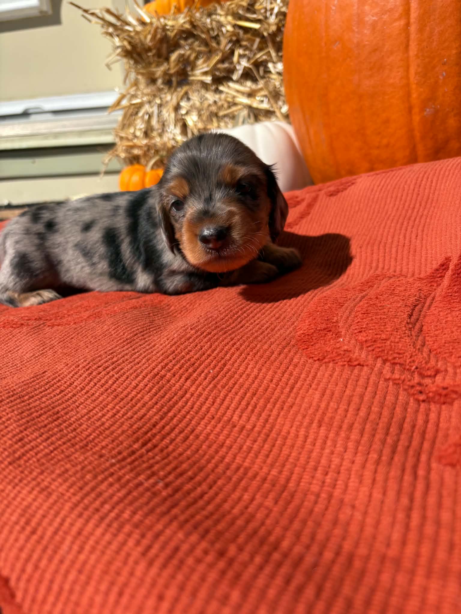 Long Haired Silver Dapple Female from Harper’s Litter
