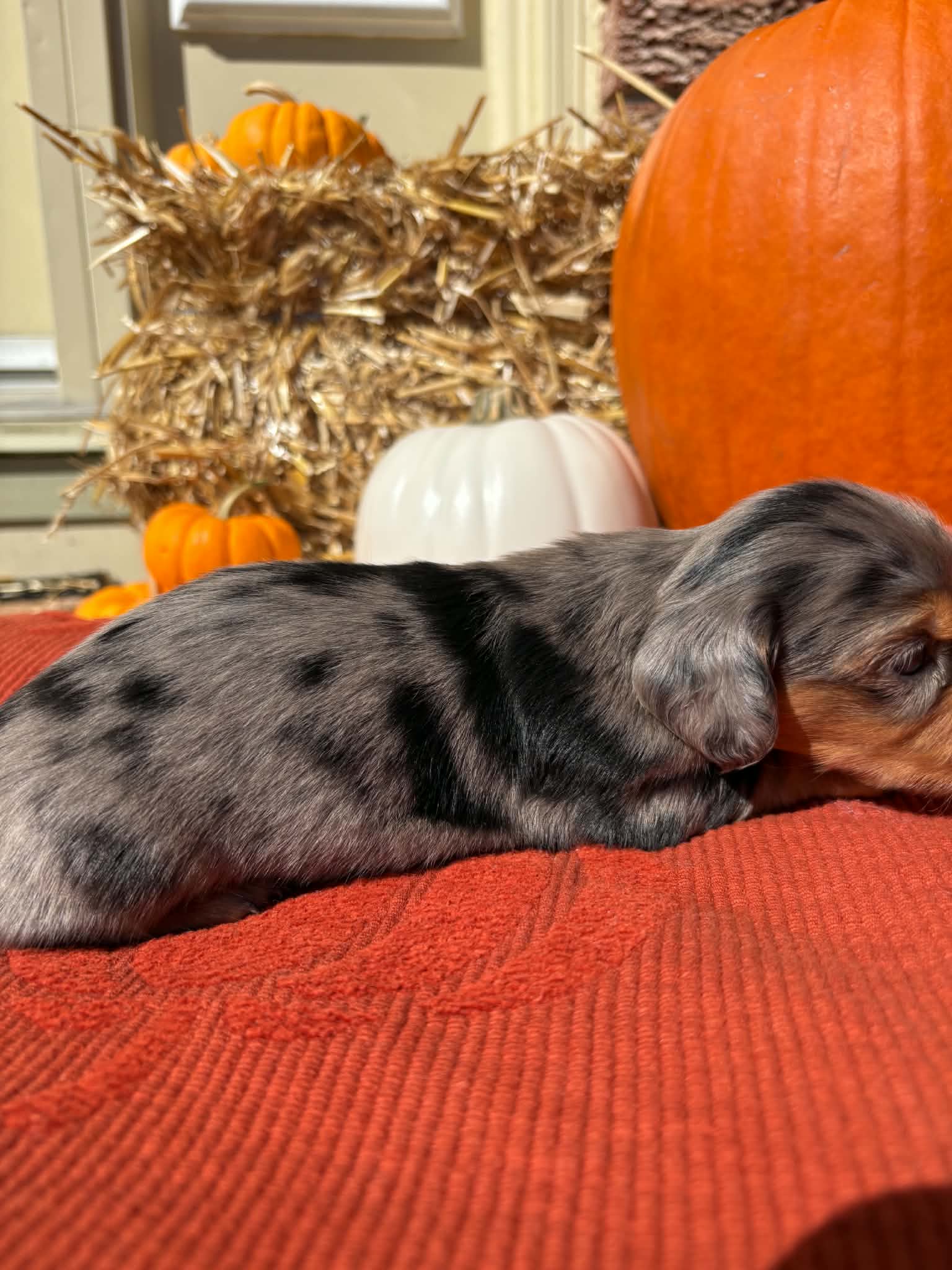 Long Haired Silver Dapple Female from Harper’s Litter