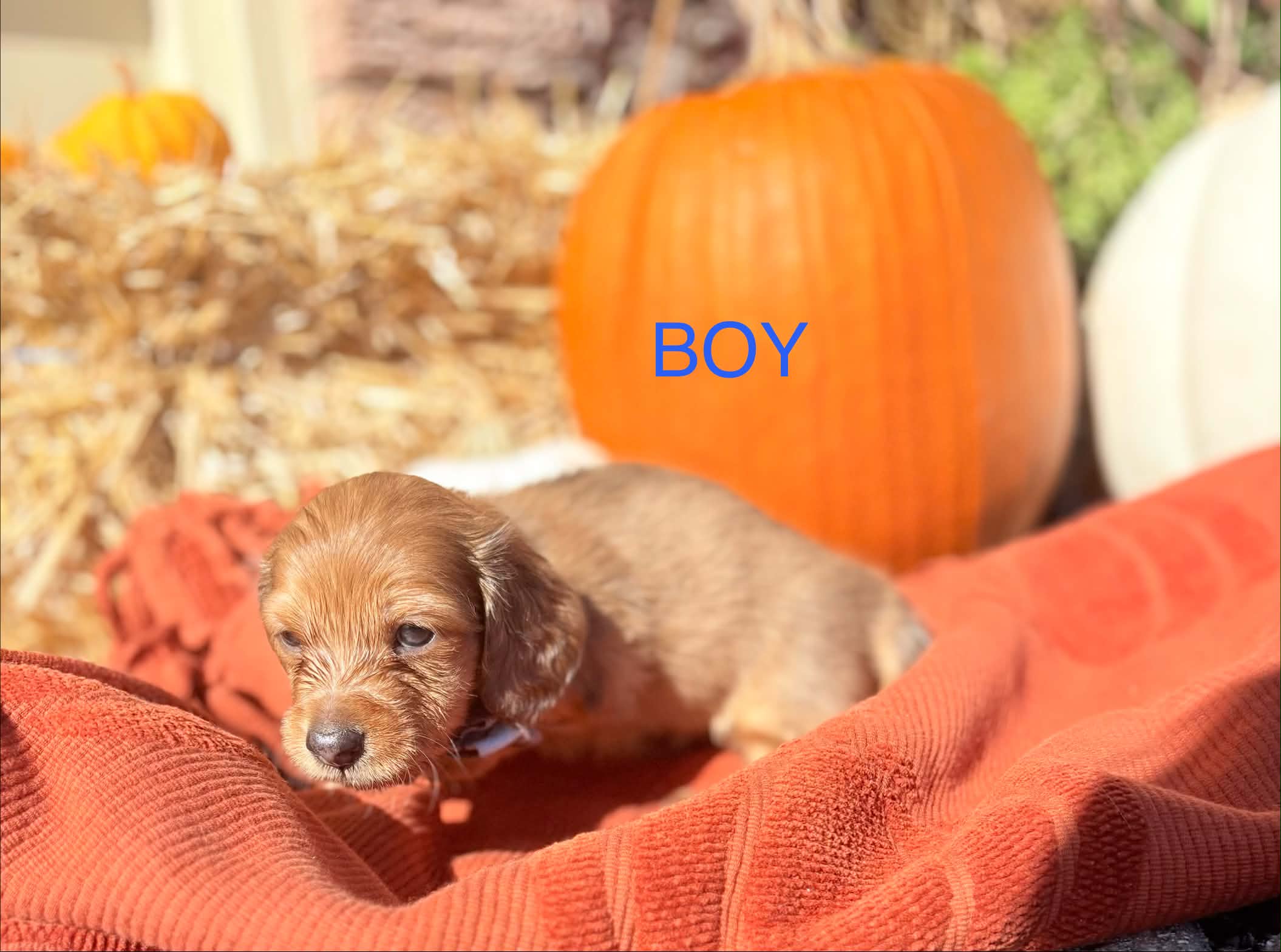 Male Long Haired puppy from Harper’s Litter