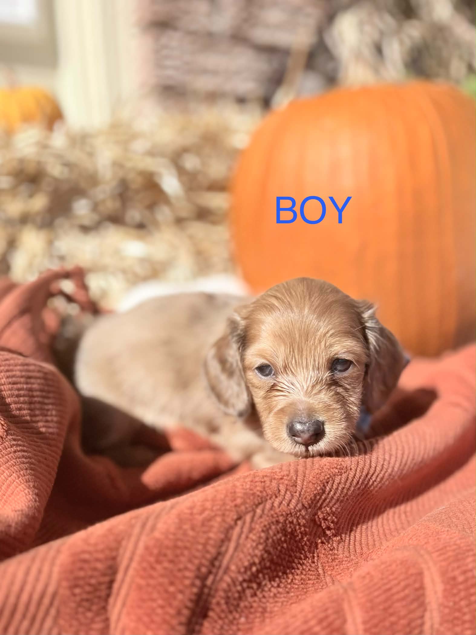 Male Long Haired puppy from Harper’s Litter
