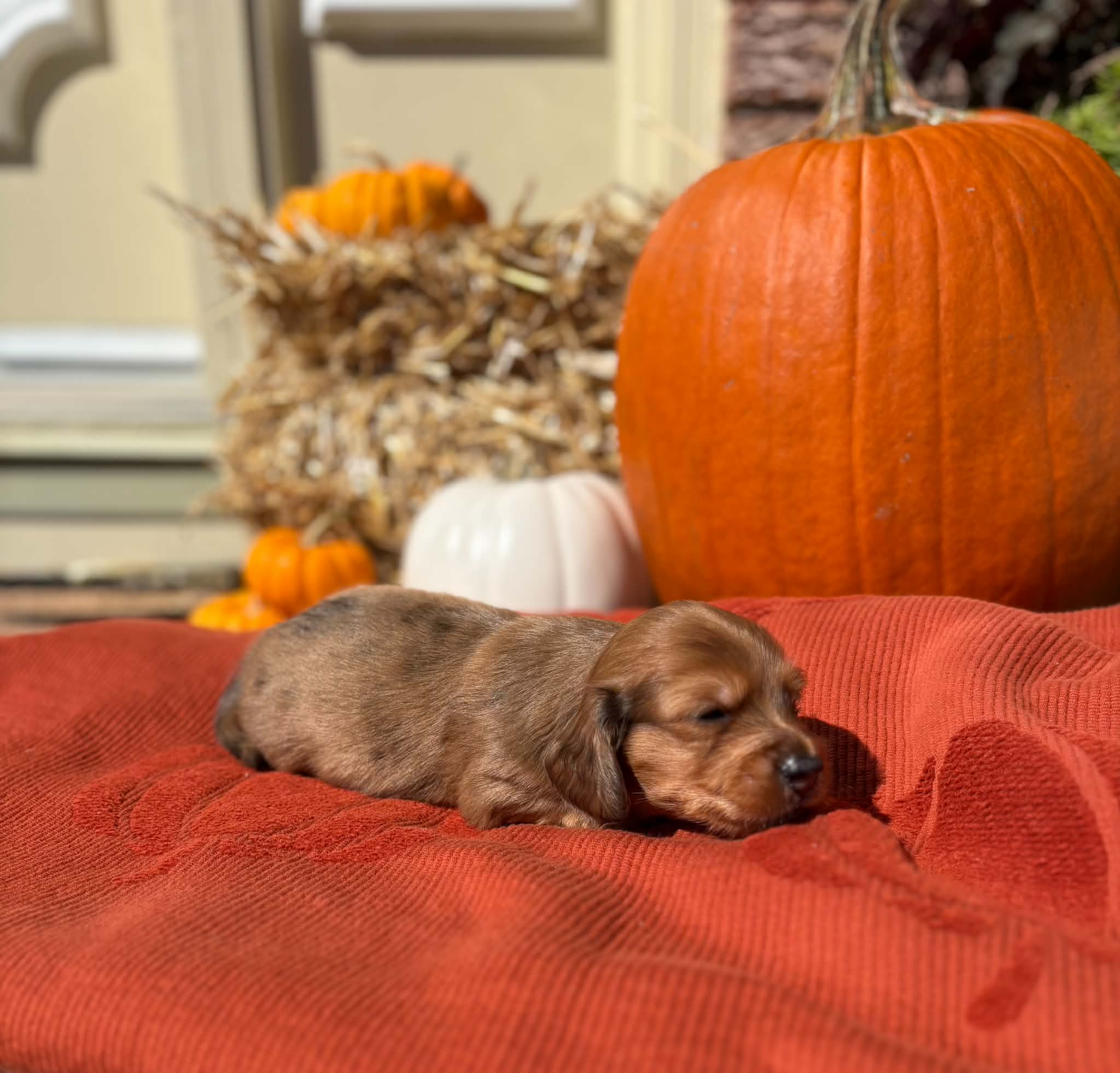 Male Long Haired puppy from Harper’s Litter