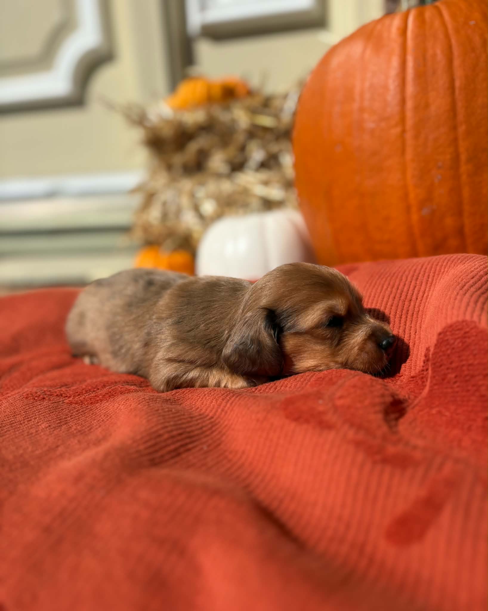 Male Long Haired puppy from Harper’s Litter