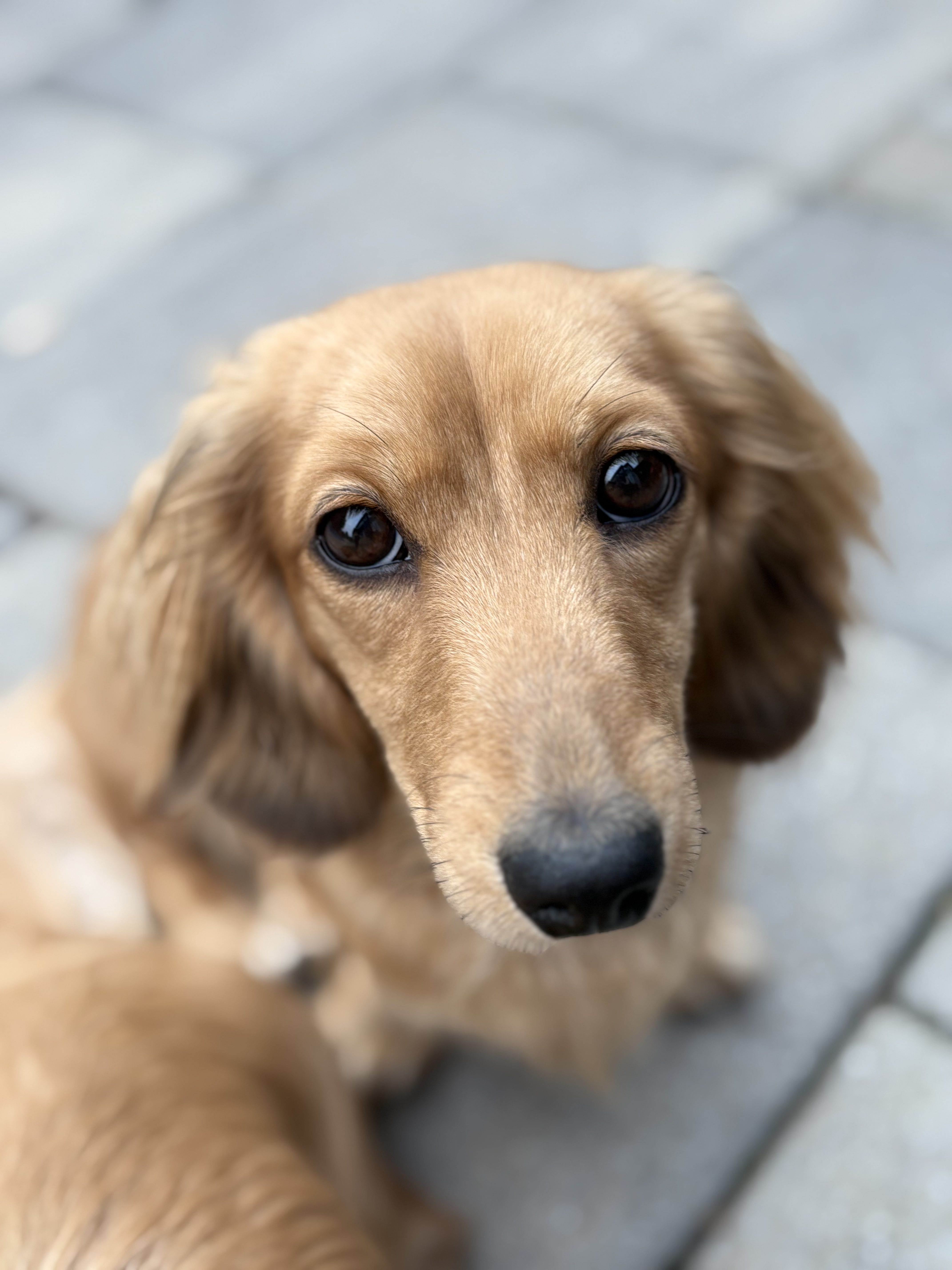 Honey, a Northern Girl Doxies dachshund